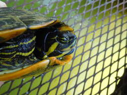 Image of Cumberland slider