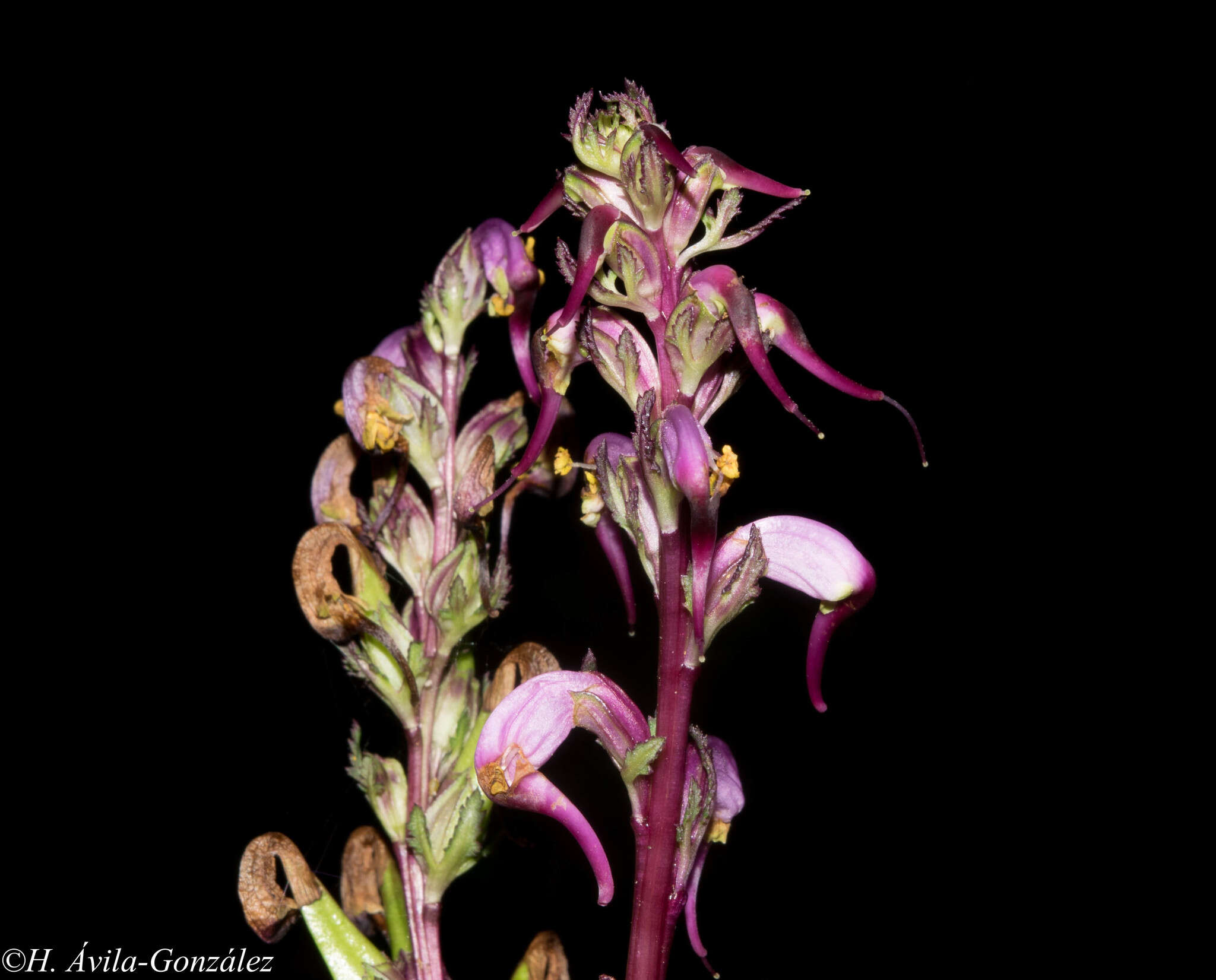Image of Pedicularis glabra Mc Vaugh & Mellichamp