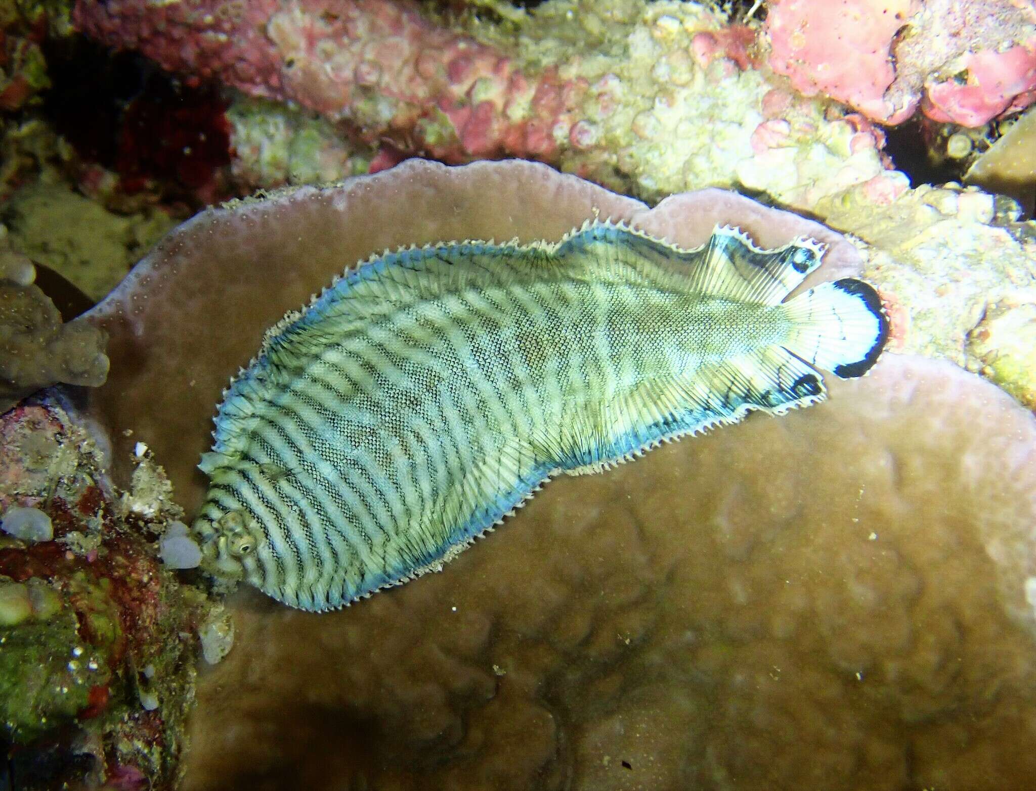 Image of yellow-spotted sole