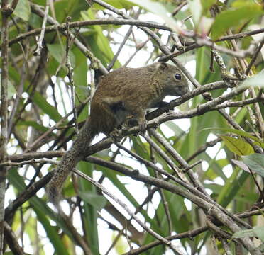 Image of Borneo Black-banded Squirrel