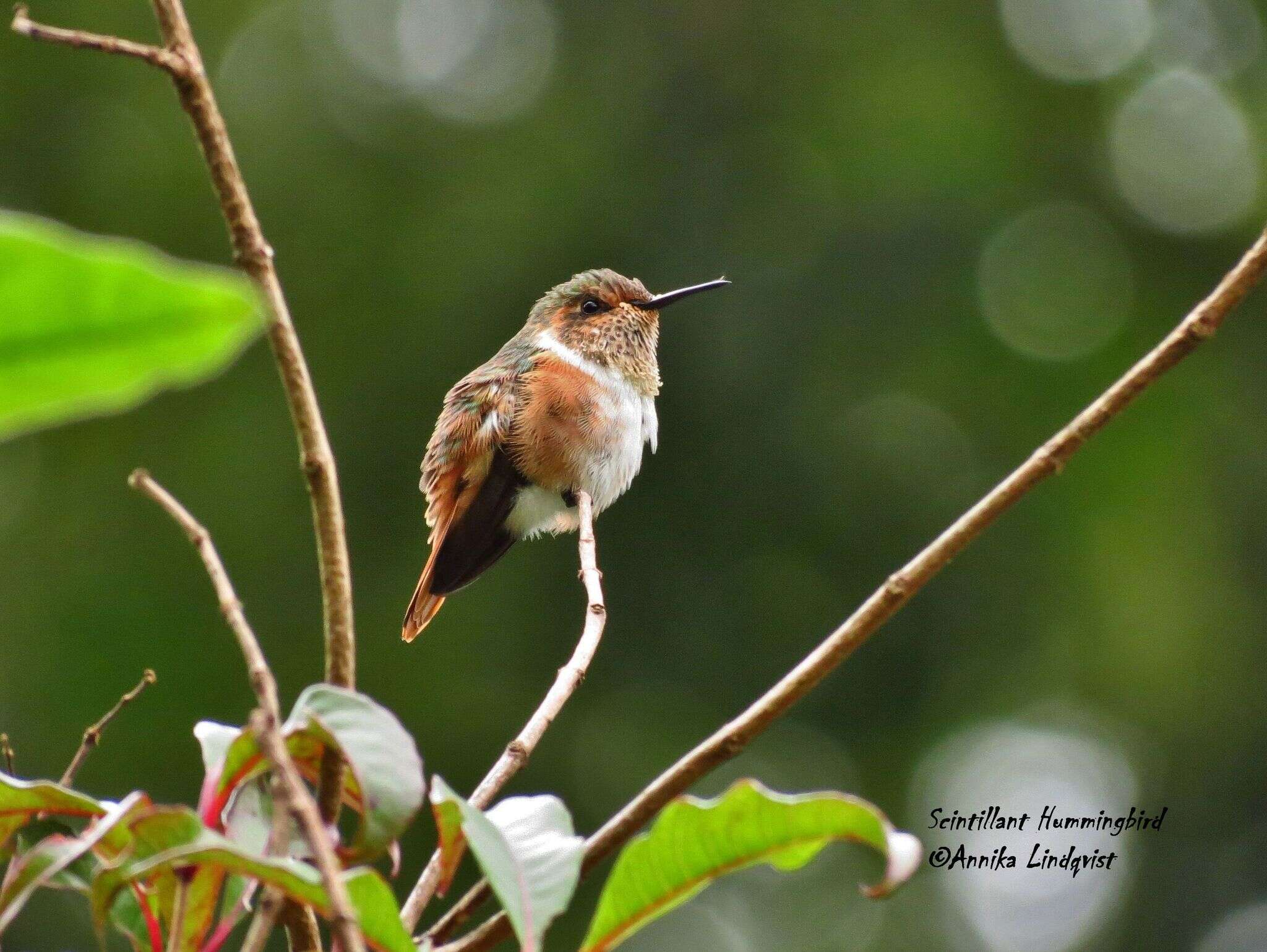 Image of Scintillant Hummingbird