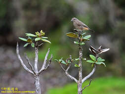 Imagem de Saxicola caprata atratus (Blyth 1851)