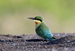 Image of Blue-tailed Bee-eater