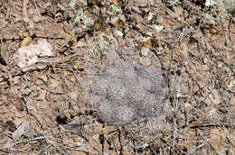 Imagem de Echinopsis schieliana (Backeb.) D. R. Hunt