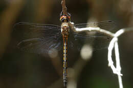 Image of Fat-bellied Emerald