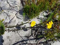 Image de Osteospermum imbricatum L.