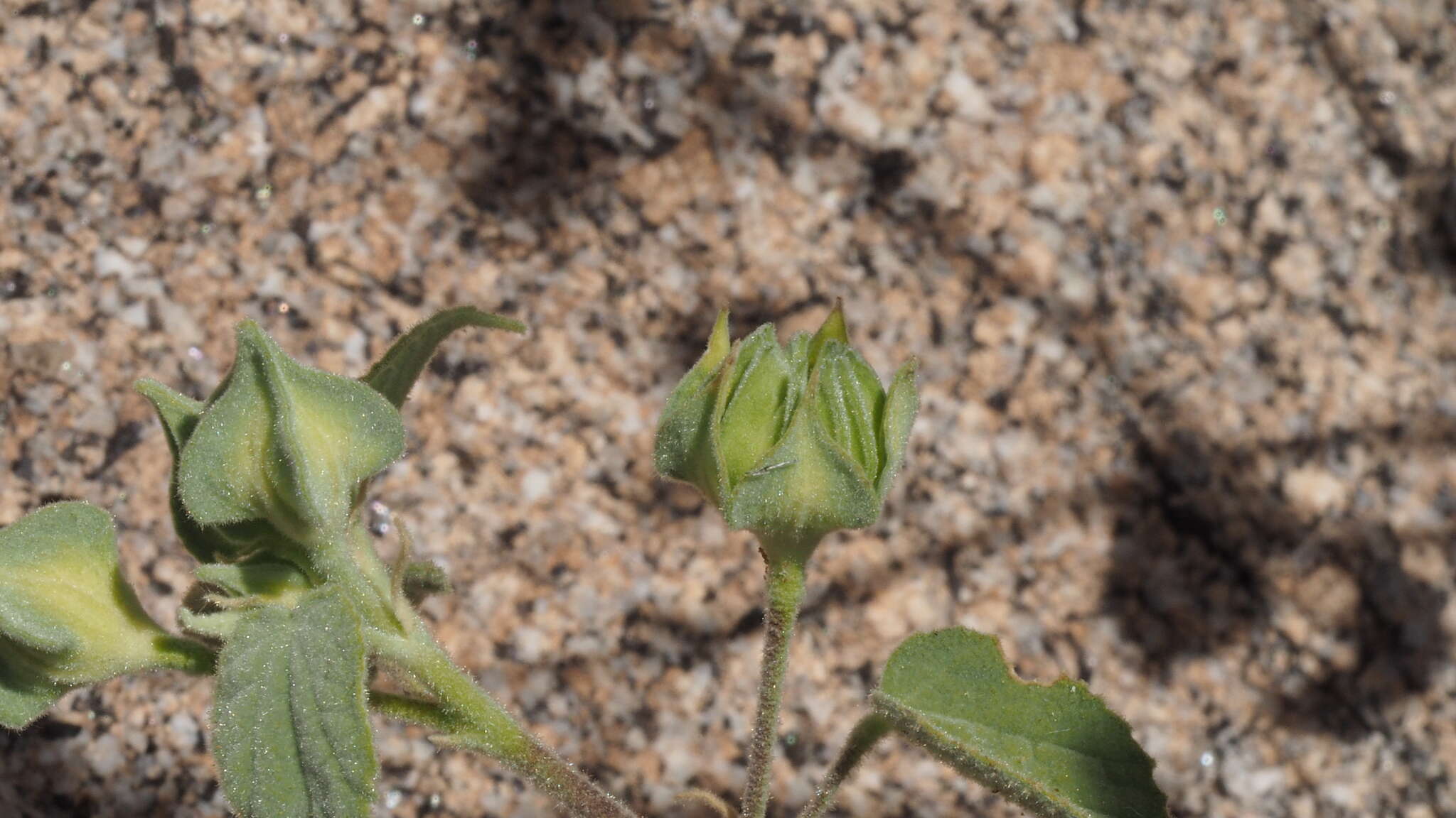 Слика од Abutilon abutiloides (Jacq.) Garcke