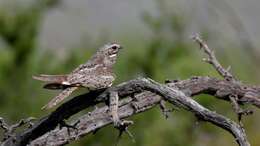 Image of Lesser Nighthawk