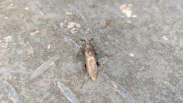 Image of Long-horned beetle