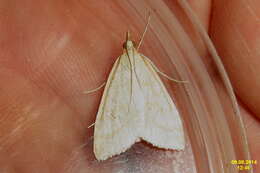 Image of Udea lutealis