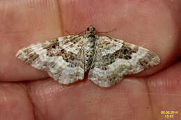 Image of common footman