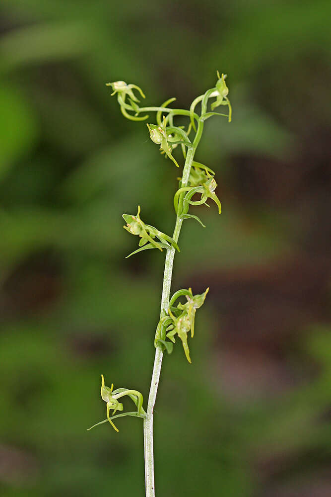 Imagem de Platanthera maximowicziana Schltr.