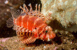 Image of Dwarf lionfish