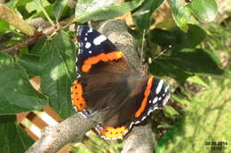 Imagem de Vanessa atalanta Linnaeus 1758