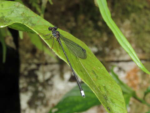 Image of Polymorphic Cascade Damsel