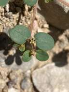 Euphorbia simulans (L. C. Wheeler) Warnock & M. C. Johnst. resmi