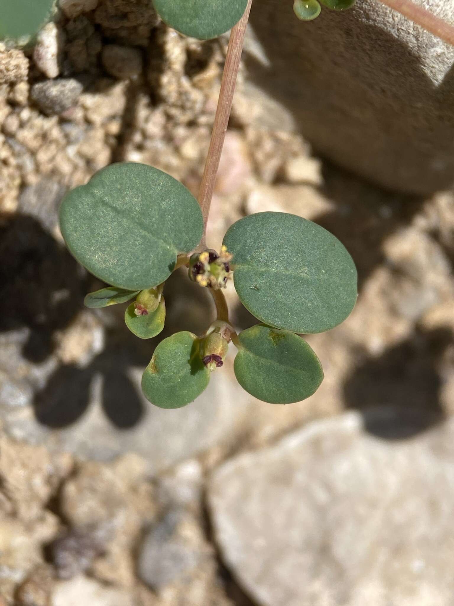 Euphorbia simulans (L. C. Wheeler) Warnock & M. C. Johnst. resmi