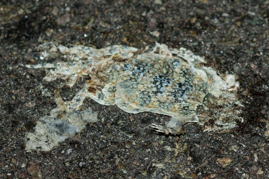 Image of Desert Horned Lizard