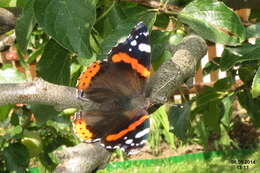 Imagem de Vanessa atalanta Linnaeus 1758