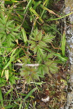 Image of cut-leaved bramble