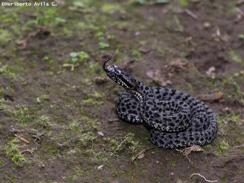 Crotalus lepidus maculosus Tanner, Dixon & Harris 1972 resmi