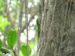 Image of Jamaican giant anole