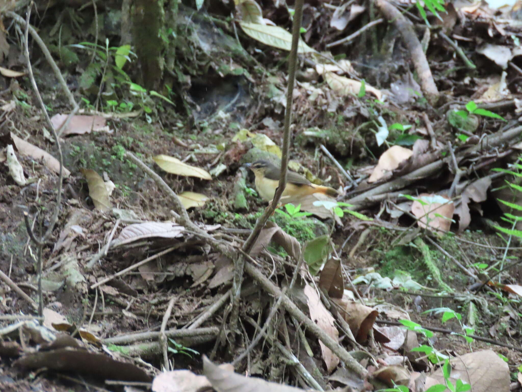 Myiothlypis fulvicauda semicervina (Sclater & PL 1860) resmi