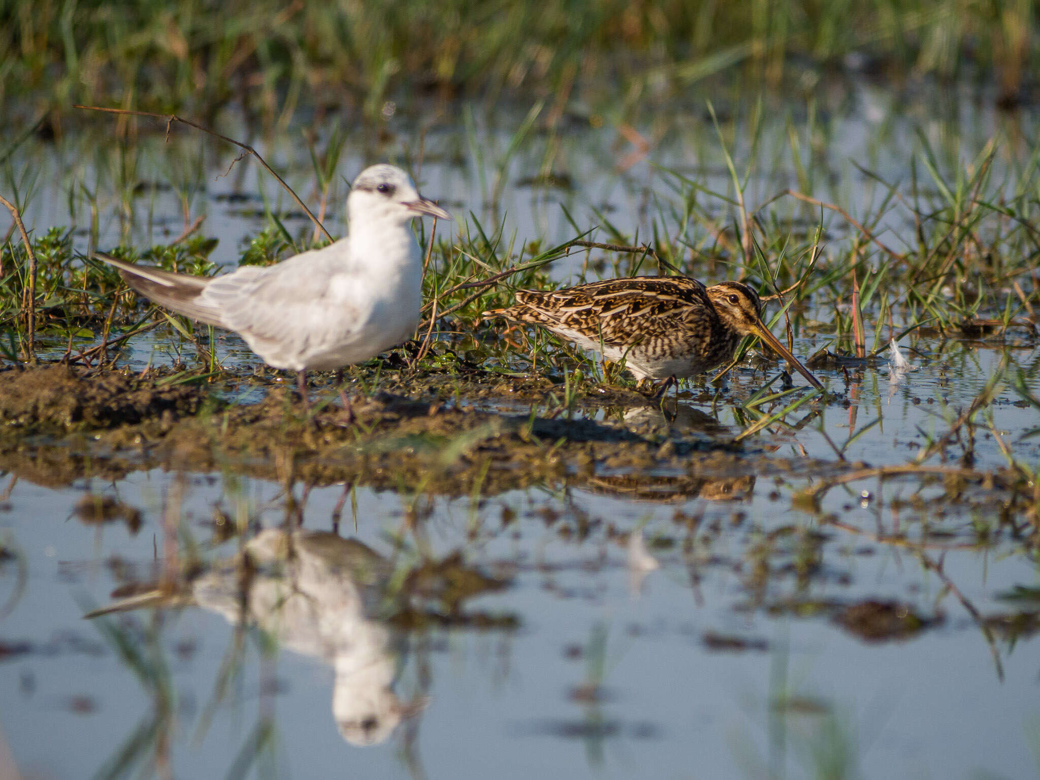 Image of Whiskered Tern