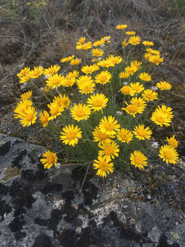 Image de Erigeron linearis (Hook.) Piper