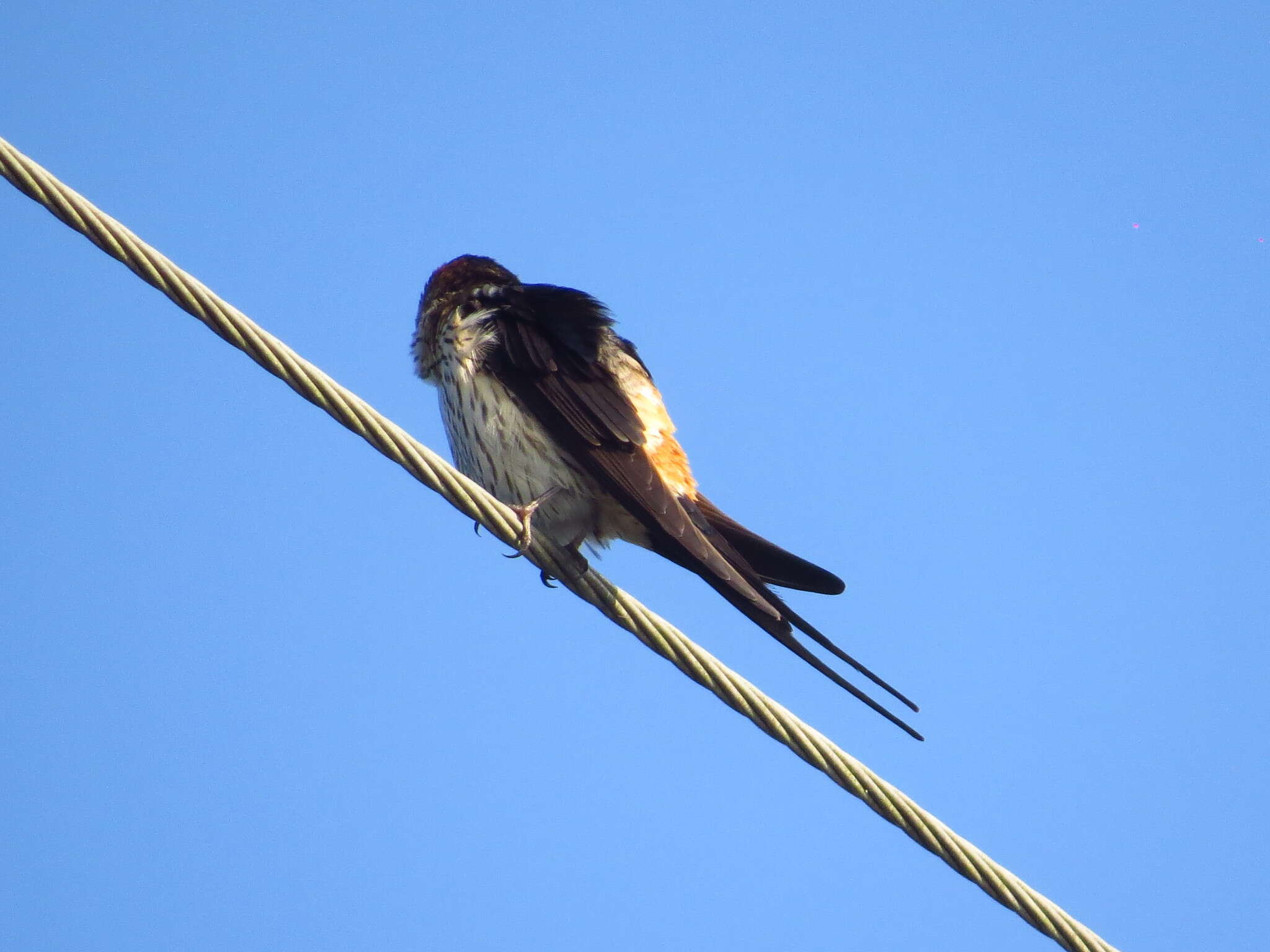 Image of Striated Swallow