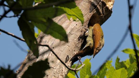 Image of Golden-olive Woodpecker