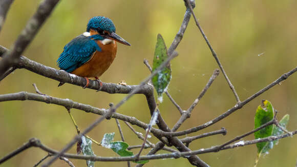 Image of Common Kingfisher