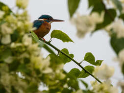 Image of Common Kingfisher