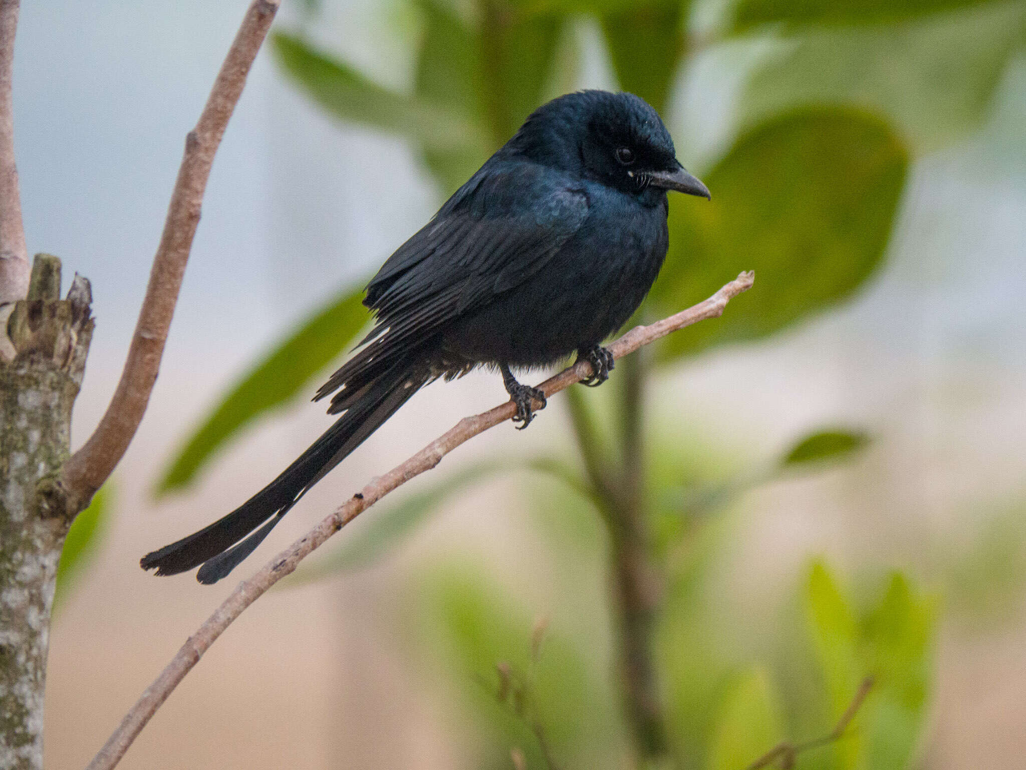 Image of Black Drongo