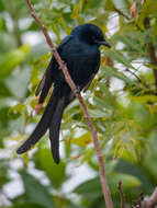 Image of Black Drongo