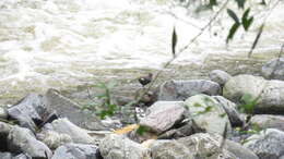 Image of Rufous-throated Dipper