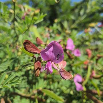 Image of Tephrosia grandiflora (Aiton) Pers.