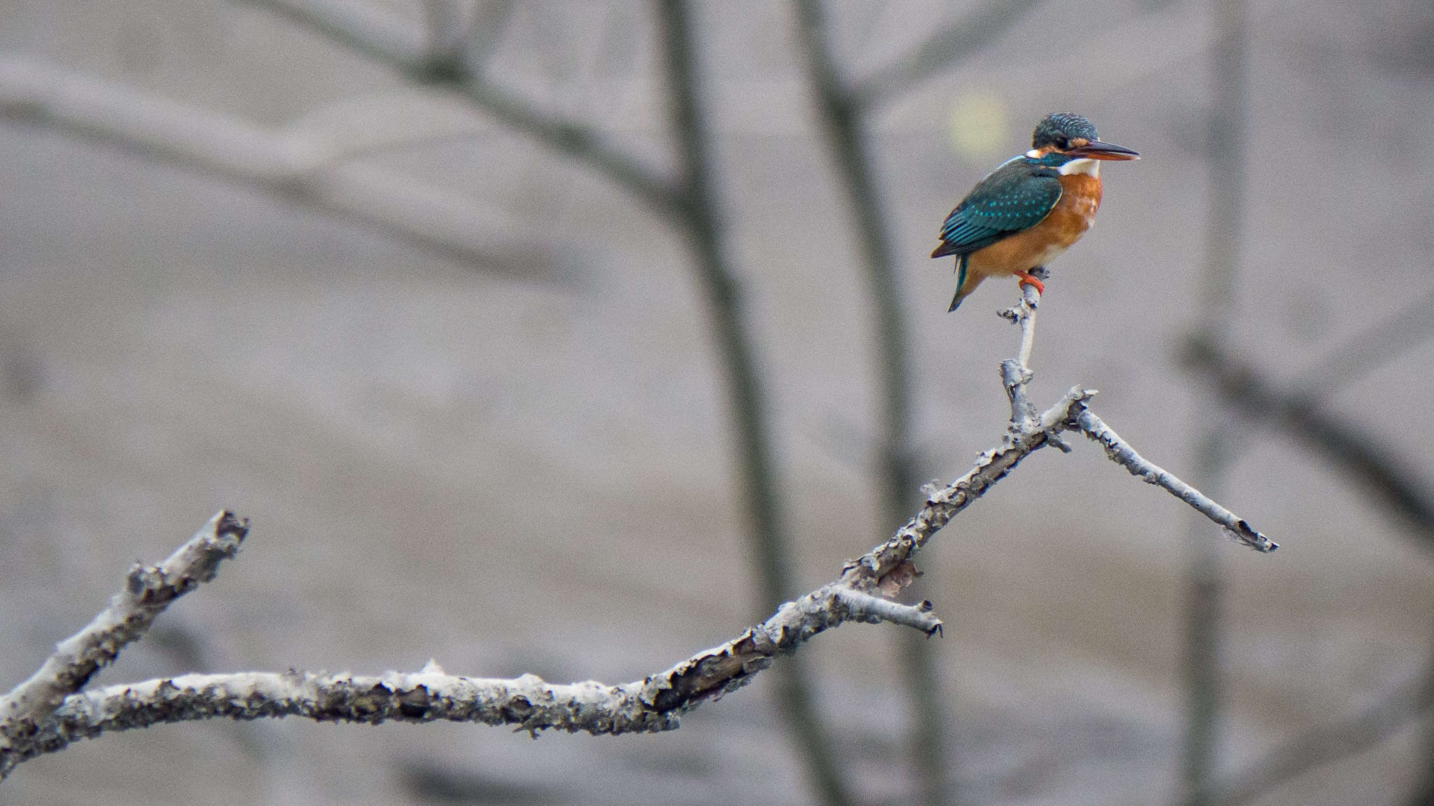 Image of Common Kingfisher