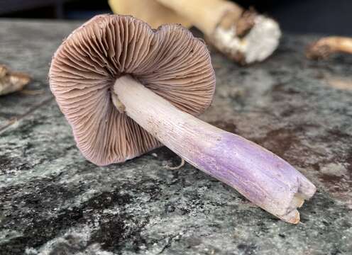 Image of Cortinarius livido-ochraceus (Berk.) Berk. 1860