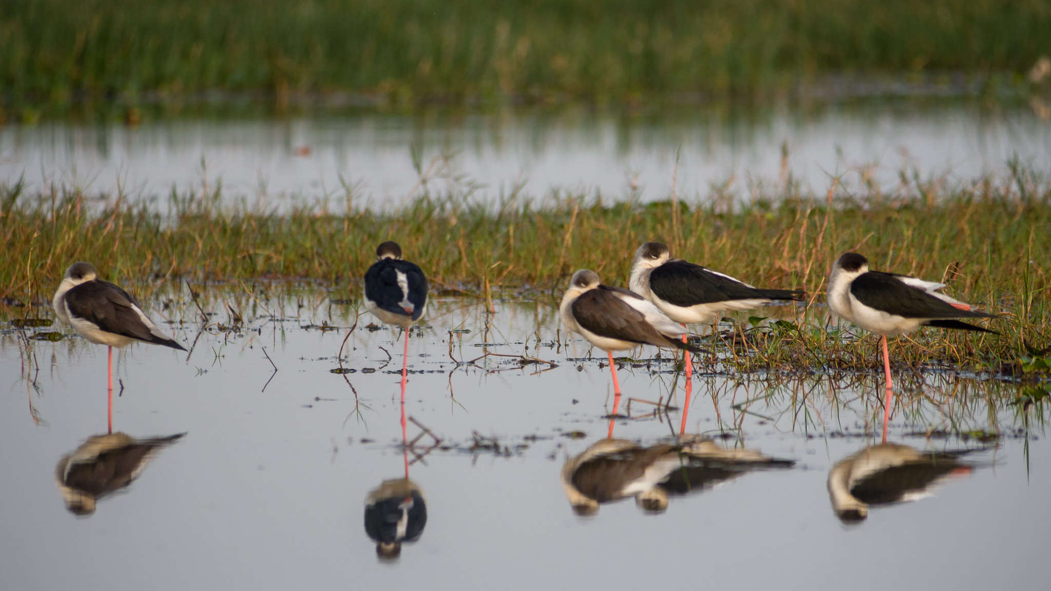 Image of Black-winged Stilt