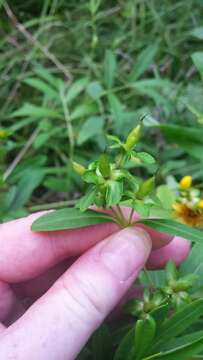 Image of shrubby St. Johnswort