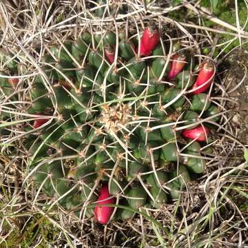 Plancia ëd Mammillaria magnimamma Haw.