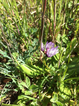 Image de Astragalus breweri A. Gray