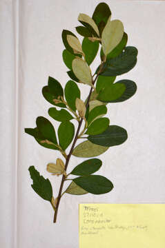 Image of Cotoneaster coriaceus Franch.