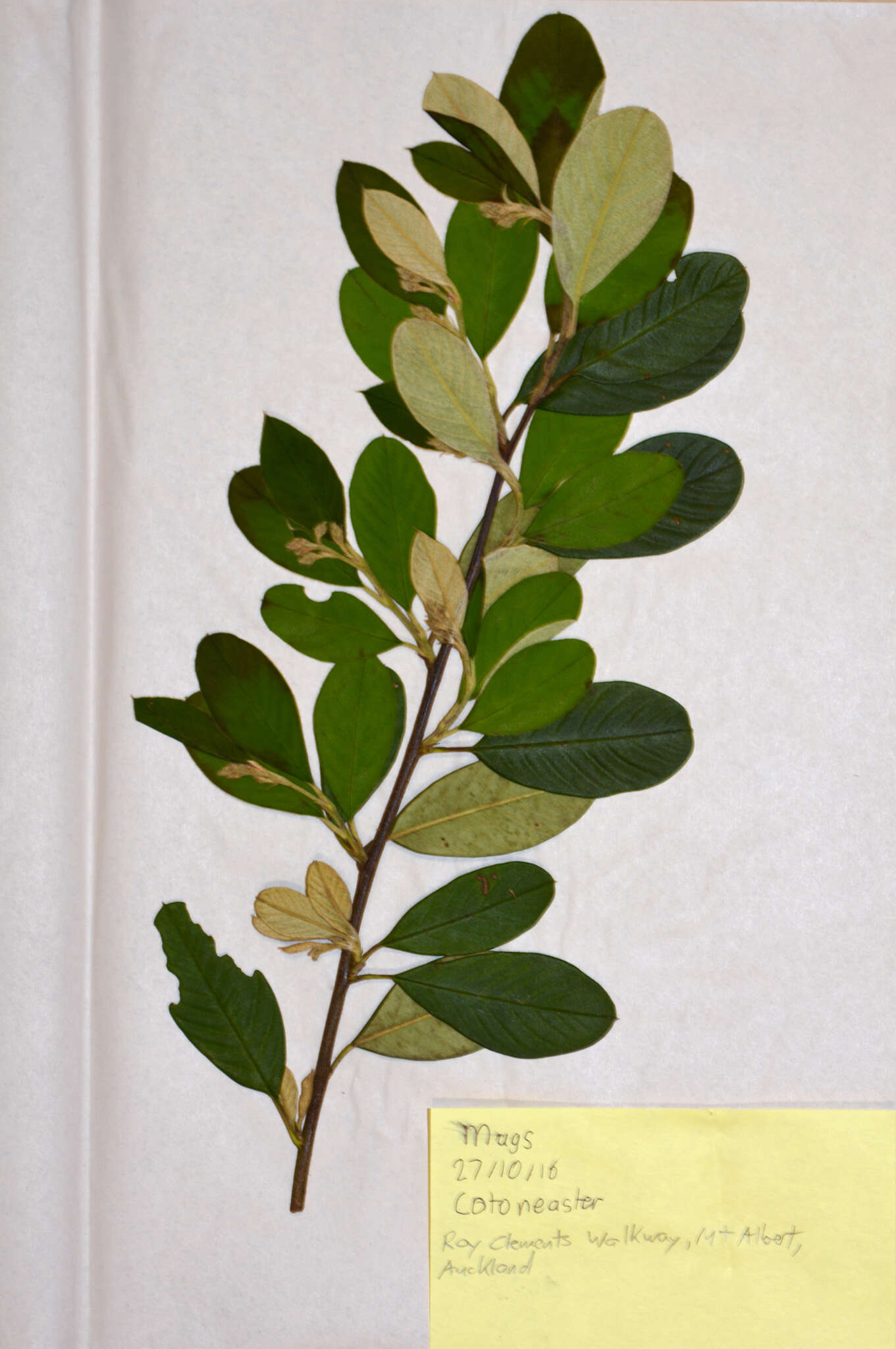 Image of Late Cotoneaster