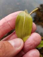 Image of Various-leaved Pondweed