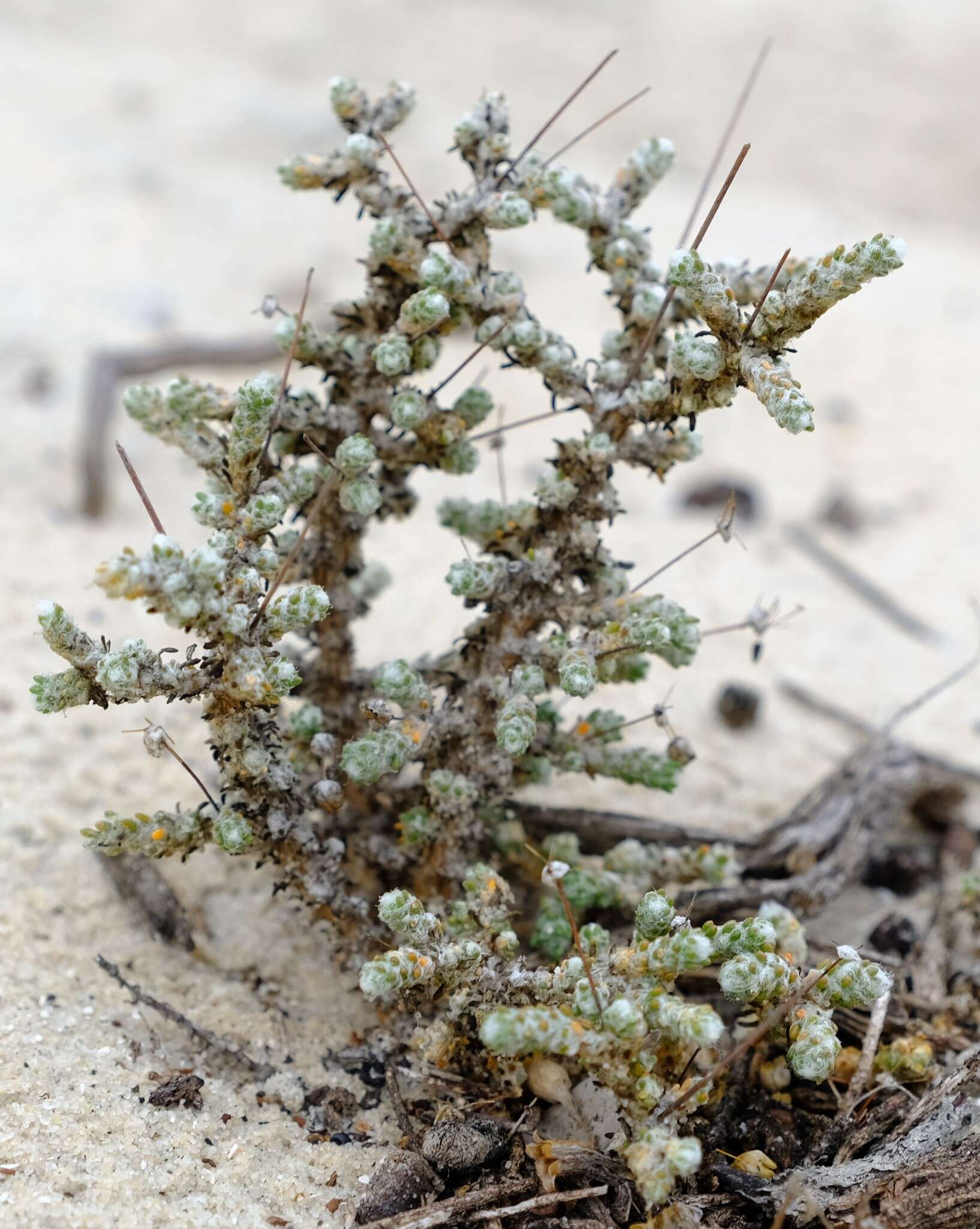 Image of Pharnaceum microphyllum L. fil.