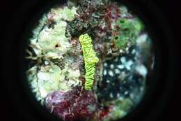 Image of Giant yellow nudibranch