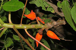 Image of Vasconcellea parviflora A. DC.