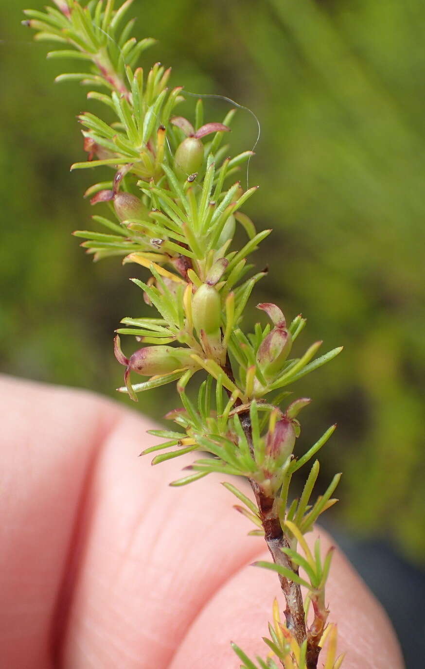 Imagem de Cliffortia filifolia var. arenaria C. Whitehouse